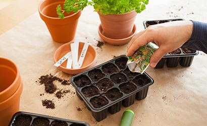 Sowing-salad-seeds