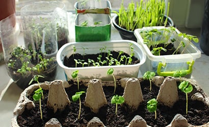 Window-box-salad-for-fussy-eaters